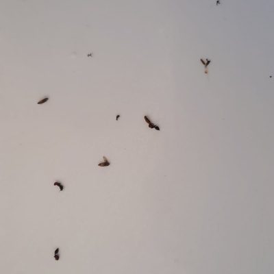 Artrópodos voladores - CEIP Santísima Faz Alicante (2)