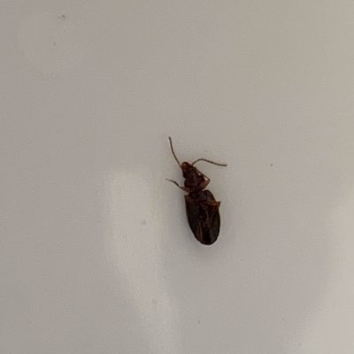 (Coleoptera) - CEIP NUESTRA SEÑORA DE LOS ÁNGELES 1