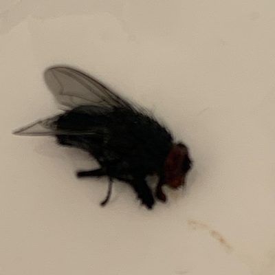 (Diptera) - CEIP NUESTRA SEÑORA DE LOS ÁNGELES 1 (1)