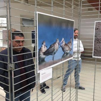 Presentación exposición Fauna de la provincia de Almería-24