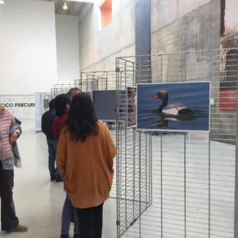 Presentación exposición Fauna de la provincia de Almería-28