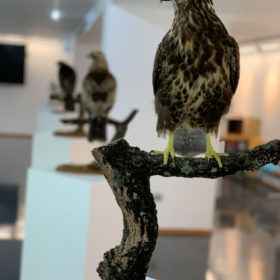 Exposición Aves Naturalizadas-10