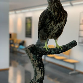 Exposición Aves Naturalizadas-11
