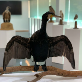 Exposición Aves Naturalizadas-14