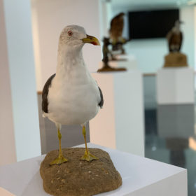 Exposición Aves Naturalizadas-15