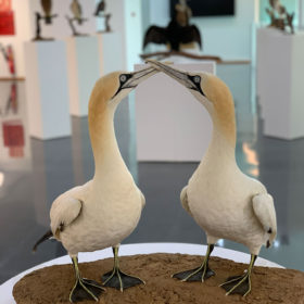 Exposición Aves Naturalizadas-18