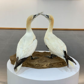 Exposición Aves Naturalizadas-2