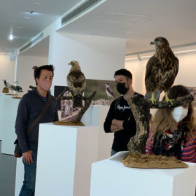Exposición Aves Naturalizadas-22