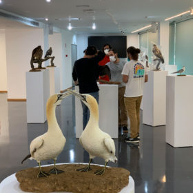 Exposición Aves Naturalizadas-3