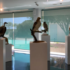 Exposición Aves Naturalizadas-47
