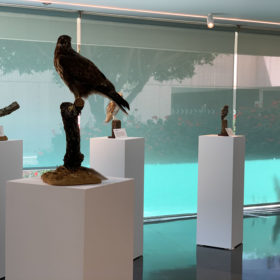 Exposición Aves Naturalizadas-48
