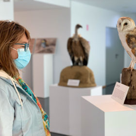Exposición Aves Naturalizadas-49