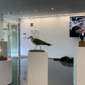 Exposición Aves Naturalizadas-65