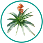 Aloe arborescens 1