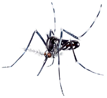01. Aedes albopintus
