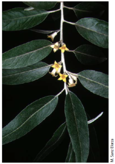 20. Elaeagnus angustifolia