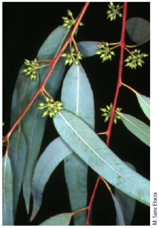 21. Eucalyptus camaldulensis