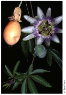 31. Passiflora caerulea